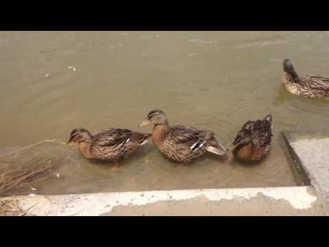 An der Donau in Ulm bei 30 °C