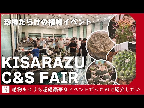 シープフェスク 植物