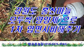 강원도 홍산마늘 영양제 모두싹 1차 엽면 관주하기 (3월 18일)