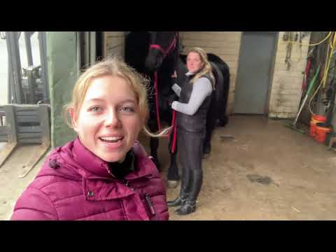 Stal Okkema - First vlog - Friesian horses in the forest