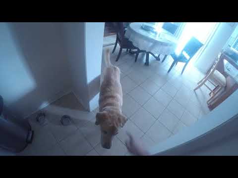 GOPRO - How to give Insulin to a dog