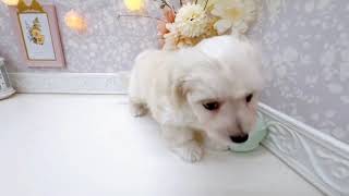 ハーフ犬の動画01