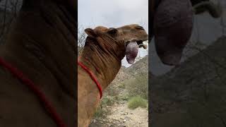 Um camelo sai de sua boca, língua