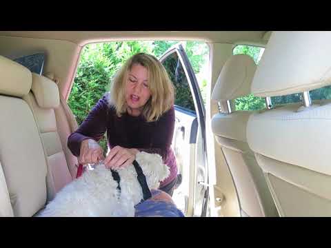 YouTube video about: How to secure dog in car with leash?