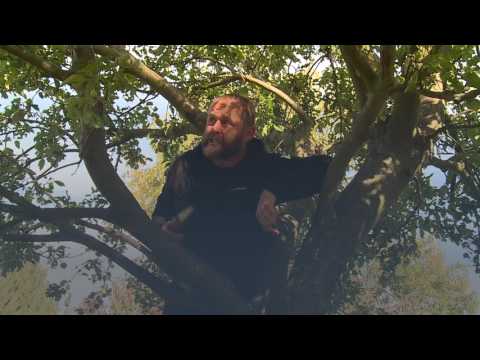 Vet du hur du ska beskära dina fruktträd?