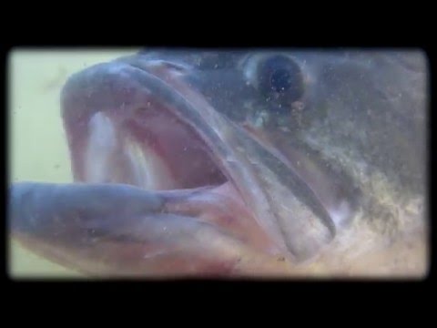 PESCA de BLACK BASS y LUCIO LIBRES | LARGEMOUTH and PIKE FISHING FREE | HD | 2017