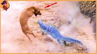 Dogs That Found Aggressive Reptiles!