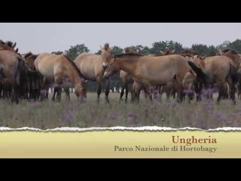 , title : 'Il cavallo della steppa - Hortobagy National Park - Hungary'