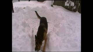 Where to potty your dog in the snow by Bobs Pet Stop