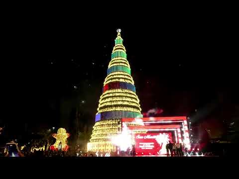 ÁRBOL SAN MARTÍN 2025