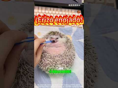 El erizo está enojado, ¿cómo podemos calmarlo 🦔😤💕