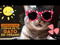 11 Consejos para cuidar de tu gato en verano