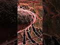 Tick Bites Host Microscopic View Of Skin Bug Parasite Animation