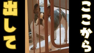 中々突破できないフレブル