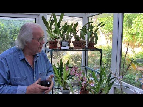 My Sunday Orchid Chat - Shortest One Ever !