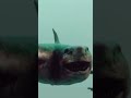 Have You Ever Seen A Flying Two Headed Shark Sea Monster YOUKU MONSTER MOVIE