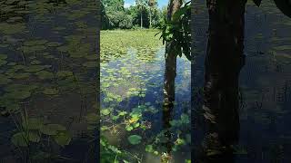 Download lagu জলে ভাসা পদ্ম #shorts #like #nature mp3