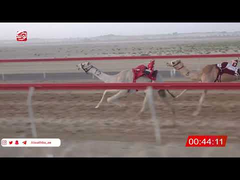  ش 3 (شواهين) لـ سالم بن محمد السويدي 2:14 ، شارة صندوق حلفه 2026/05/03 فطامين سويحان