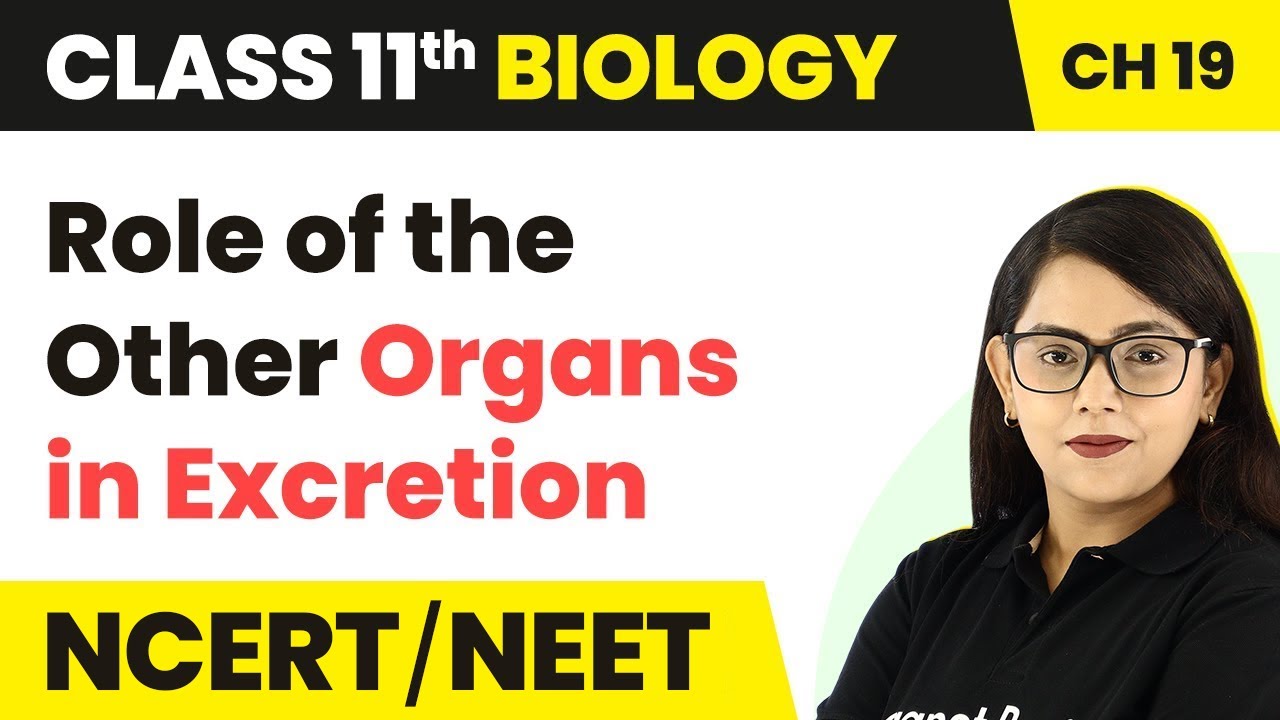 Role of the Other Organs in Excretion | Class 11 Biology Ch 19 NCERT/NEET