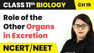 Role of the Other Organs in Excretion | Class 11 Biology Ch 19 NCERT/NEET