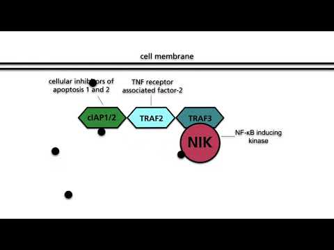 NF-κB pathways, Part 2: Alternative NF-κB pathway
