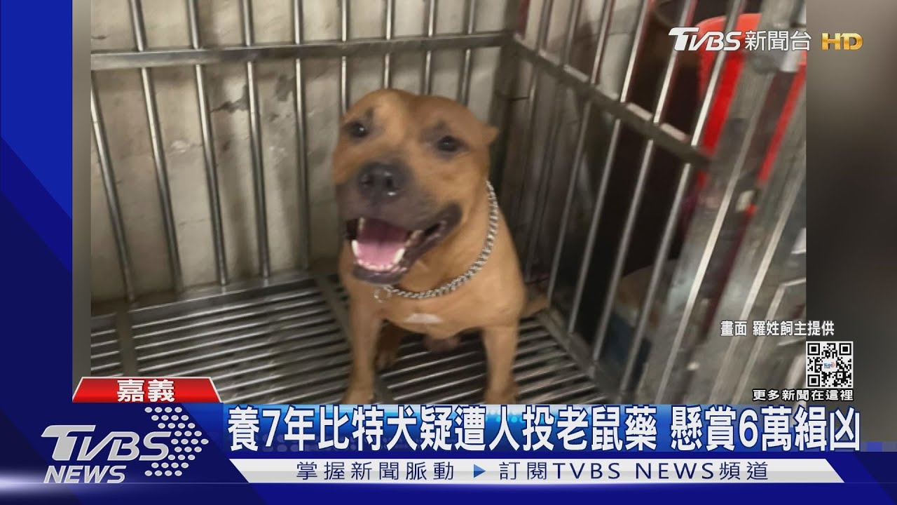 一樣都是毛小孩!男被咬摔貓將被罰 比特犬被毒賞6萬緝凶