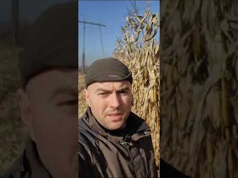 P8812 Hunedoara - Semanat 26 iunie 2024 recoltat februarie 2025