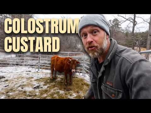 Cow Colostrum: Harvesting and Consuming for Health