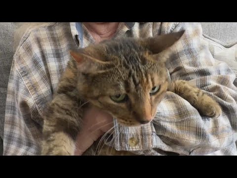 Greenfield tornado survivor reunited with cat