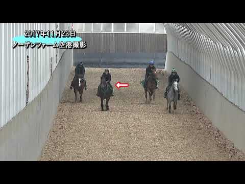 46 プリモスターの16 （父 ロードカナロア） 17年11月