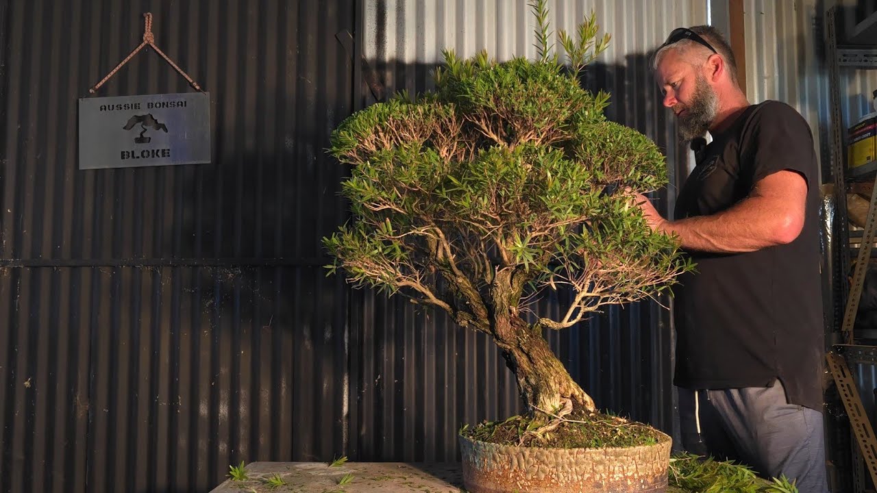 How to trim a Bonsai in Mallee Style, This is easy as pie