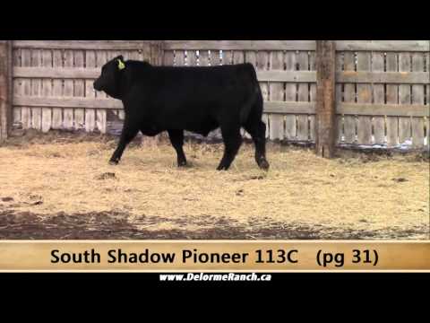 113C - South Shadow Pioneer 113C, Black Angus Bull for sale