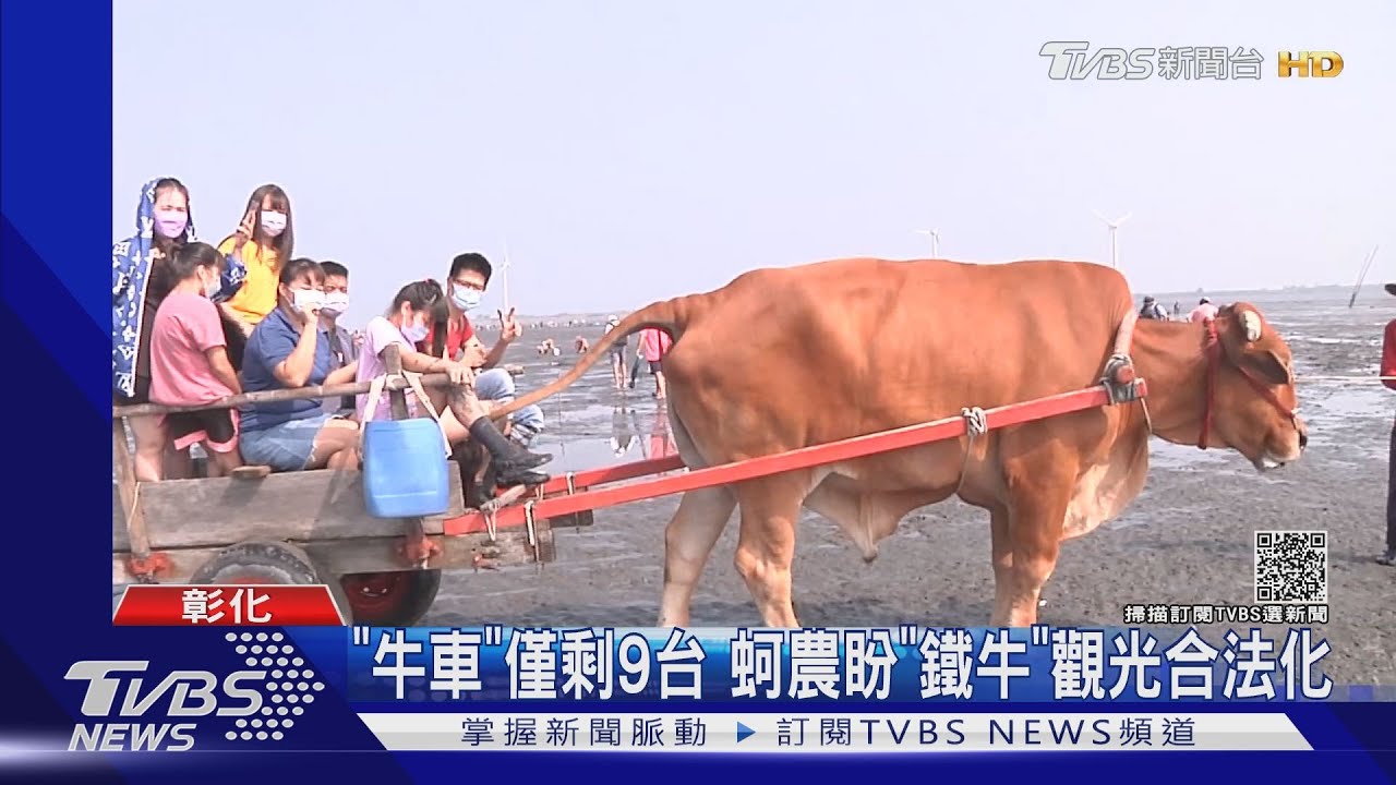 海空步道爆紅 「鐵牛」採蚵車載客卻違法