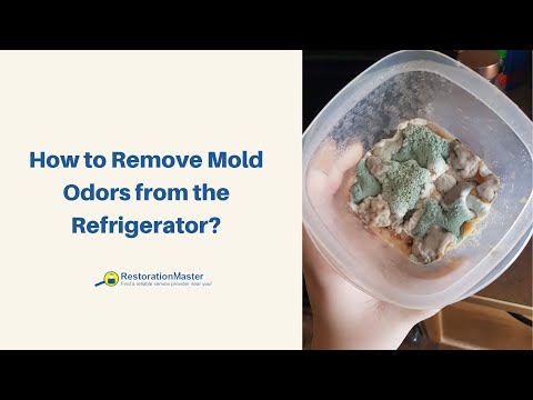 How to Remove Mold Odors from the Refrigerator | Mold Removal Tips