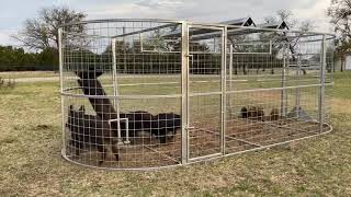 Boar Boss Hog Trap