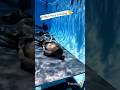 Indian navy water training...... #shorts #viralshort #navy #reels #navylovers #navytraining