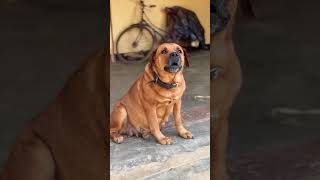 Download lagu Dog sound || Dog barking sound || adarsh Tiwari vlog || #shorts #dailyshorts #trendingshorts mp3