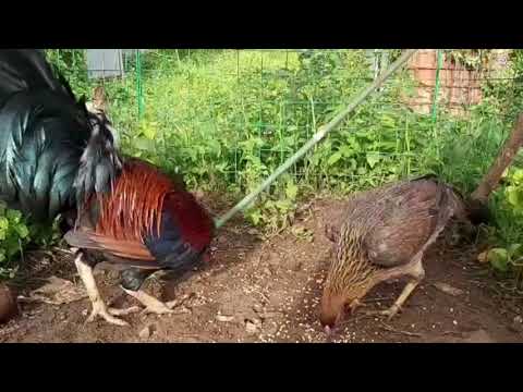 Bruce Barnett Sweater, Gilmore Hatch, Asil, Sweater Black Knights & Sweater Asil, Peruvian