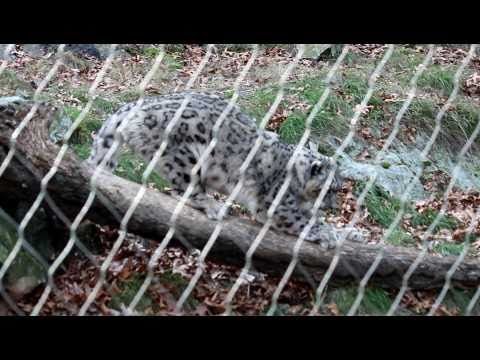 Snow Leopard @ Stone Zoo