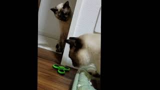 【Cat】ネコとハンドスピナー【Hand spinner】