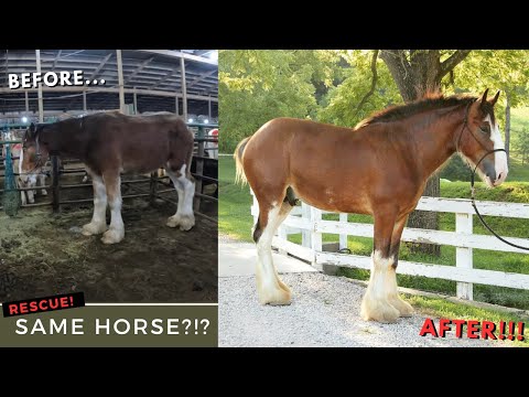 Clydesdale Horse RESCUE! - Oliver's Unbelievable Transformation!!!
