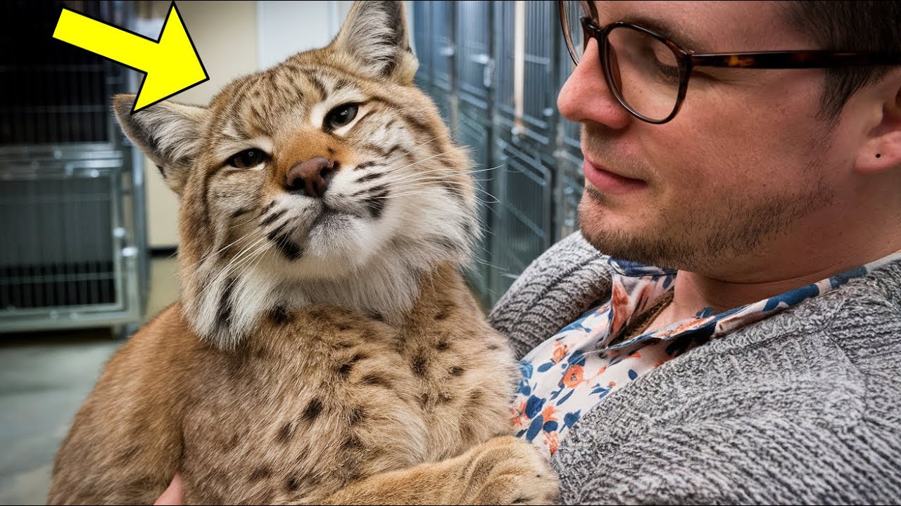 Stray Bobcat Can't Stop Hugging Everyone He Meets After He was Rescued