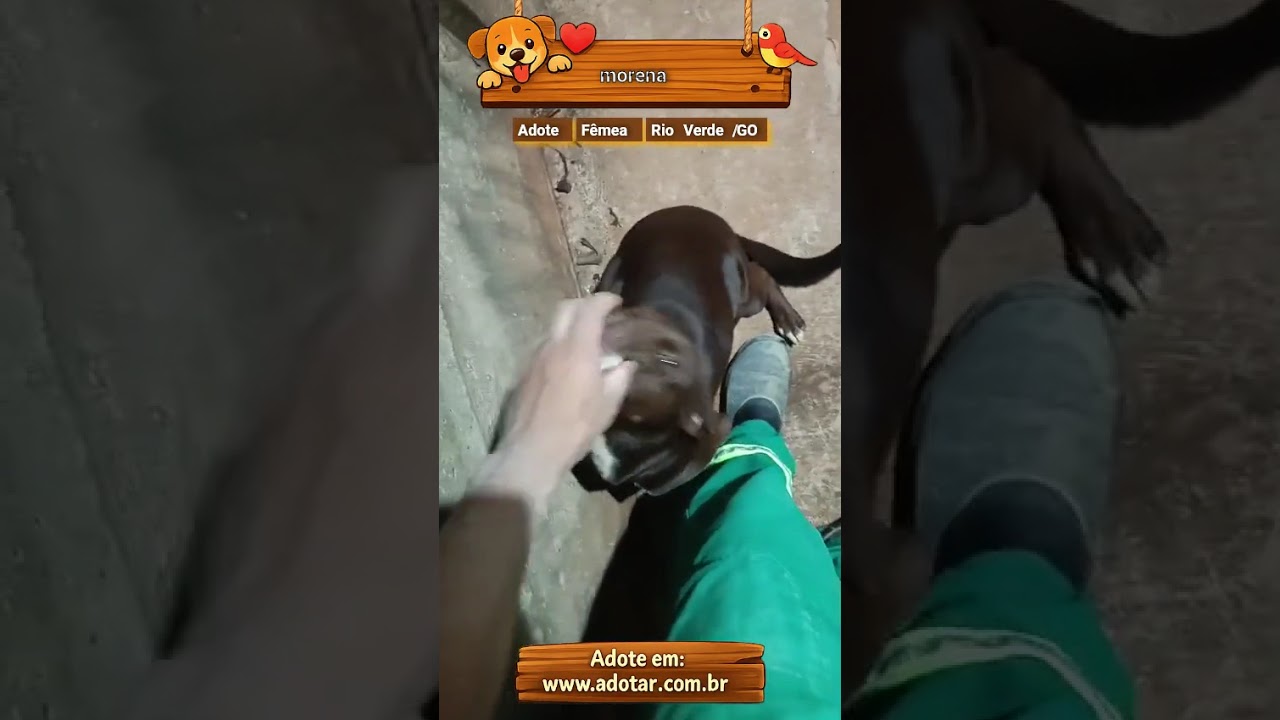 Cachorro raça SRD-ViraLata idade 7 a 11 meses nome morena