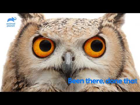 That eye roll though👍🤏 #owl #animalplanet #animalplanetIndia