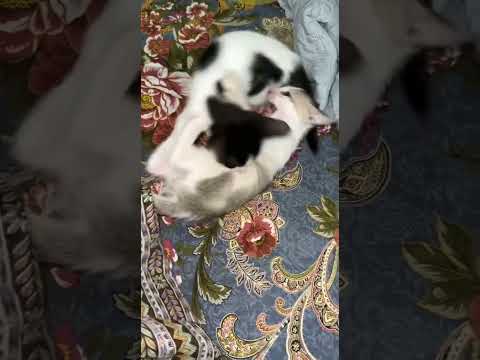 Have you ever seen this Fight..!!😈