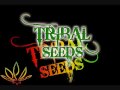 Tribal Seeds - Creator 