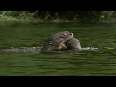 Otter Family Kills Caiman | Wild Brazil | BBC Earth