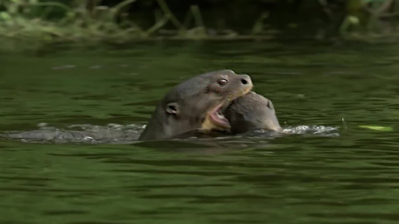 Otter Family Defeats Caiman in an Incredible Fight | BBC Earth