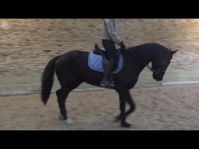 A vendre, pouliche 3ans 3/4