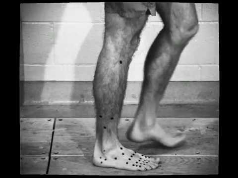 Chimpanzee Feet Allow Scientists a New Grasp on Human Foot Evolution